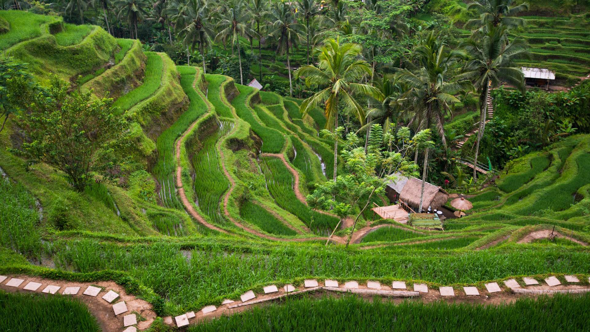 Majestic Ubud Adventure Tour