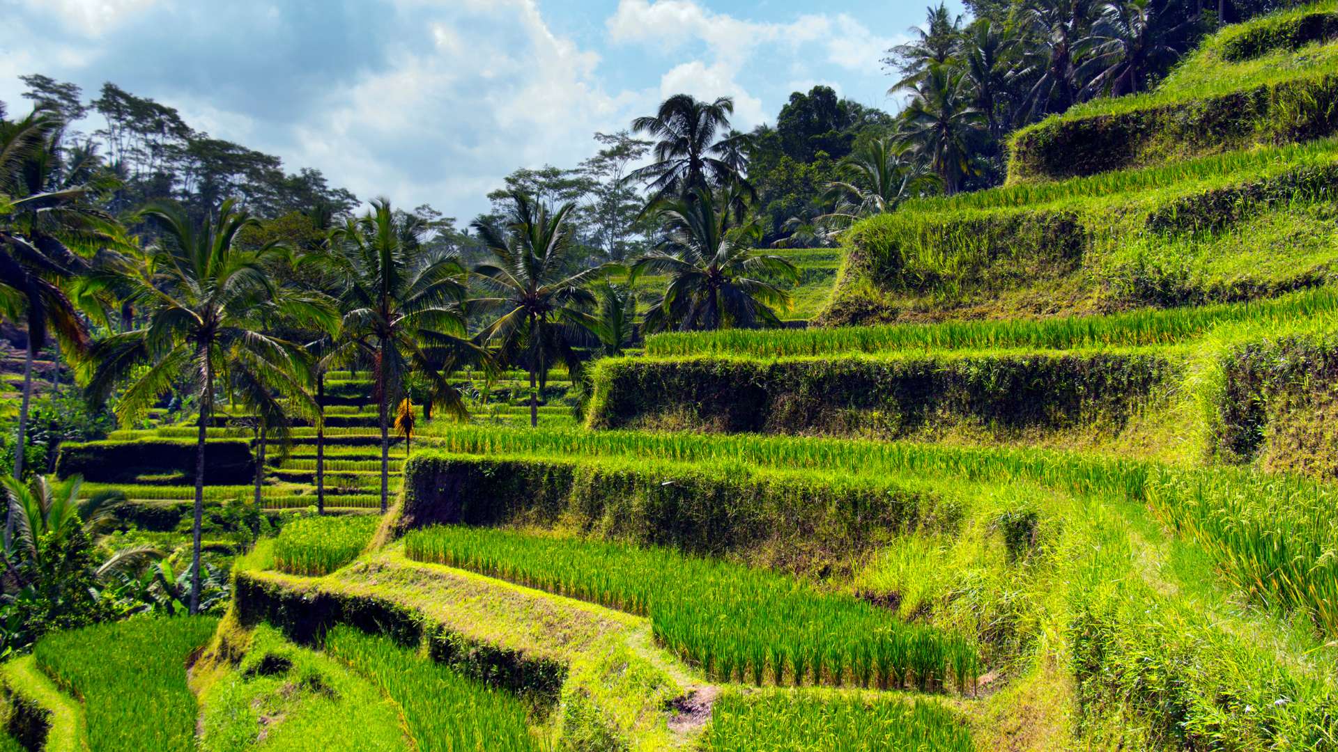 Majestic Ubud Adventure Tour