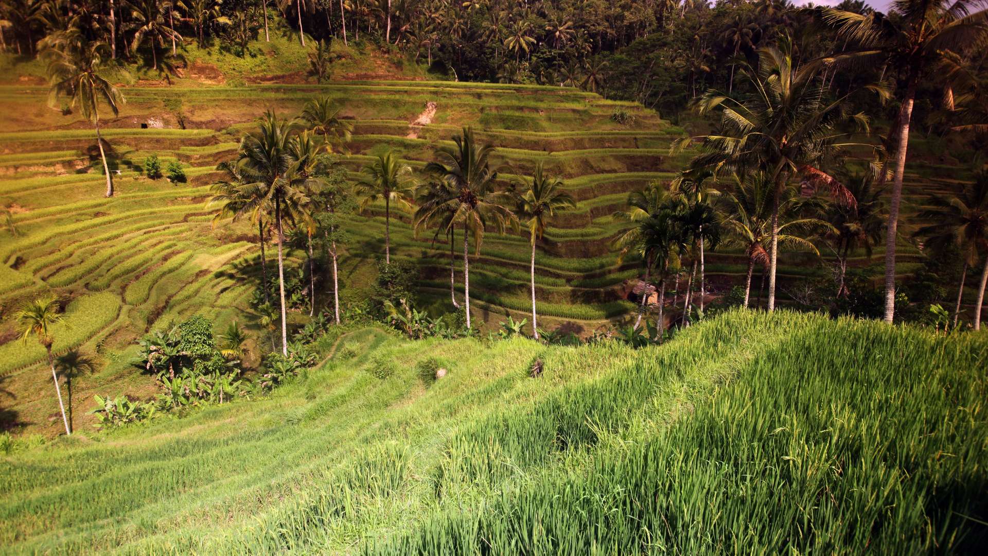 Majestic Ubud Adventure Tour
