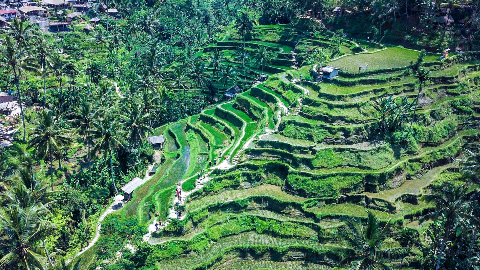 Majestic Ubud Adventure Tour